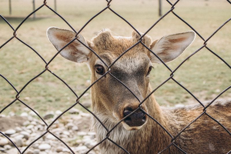 Local Deer Fence Installation pros at work