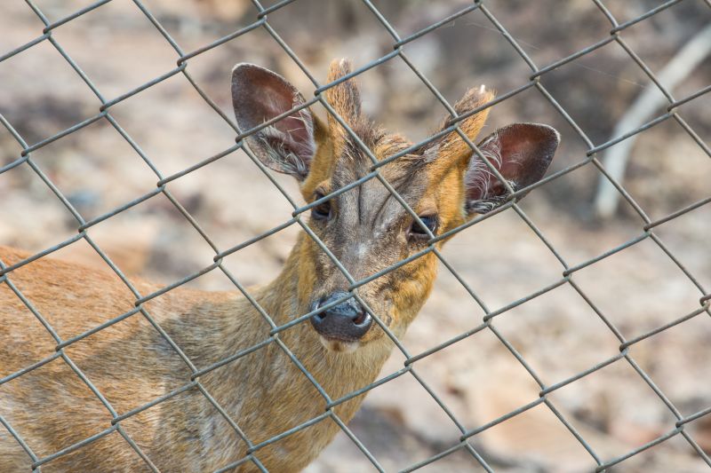 Summer Deer Fence Installation