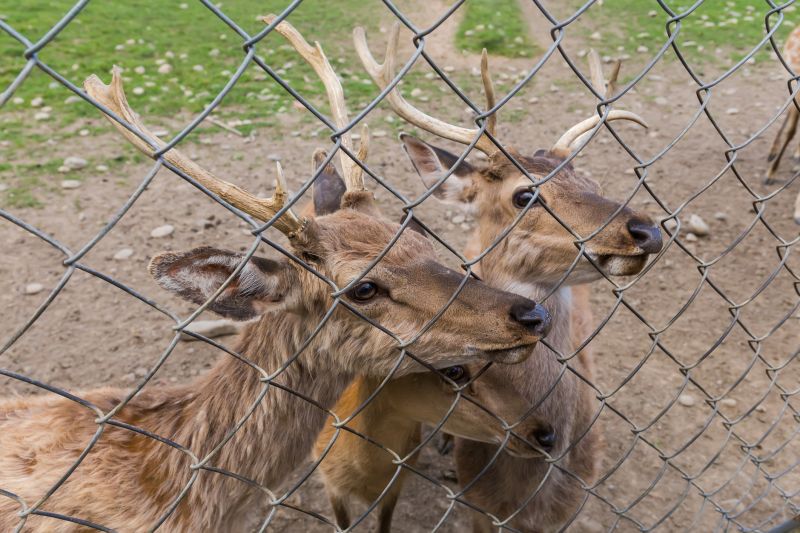 Deer Fence in a Garden
